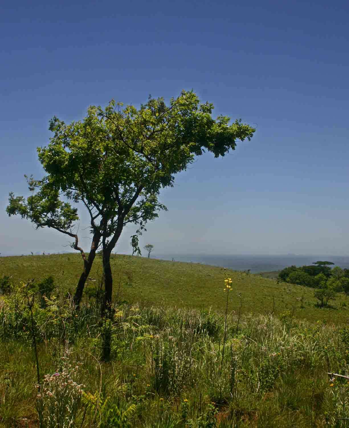 Image de Eulophia speciosa (R. Br.) Bolus