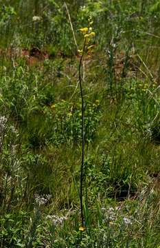 Image de Eulophia speciosa (R. Br.) Bolus