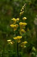 Image de Eulophia speciosa (R. Br.) Bolus