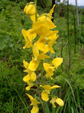 Image of Eulophia speciosa (R. Br.) Bolus