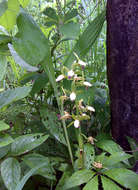Image of Eulophia stachyodes Rchb. fil.