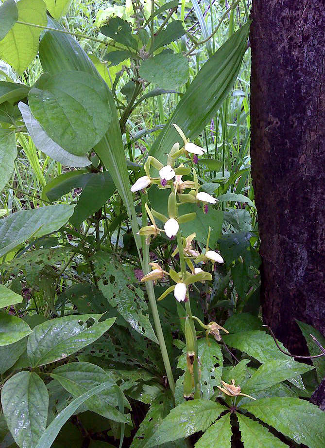 Image of Eulophia stachyodes Rchb. fil.