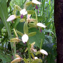 Image of Eulophia stachyodes Rchb. fil.