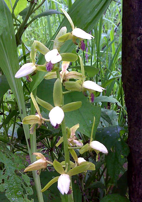 Image of Eulophia stachyodes Rchb. fil.