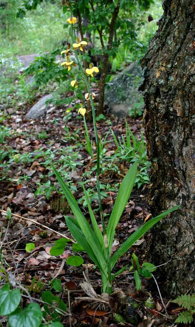 Plancia ëd Eulophia streptopetala Lindl.