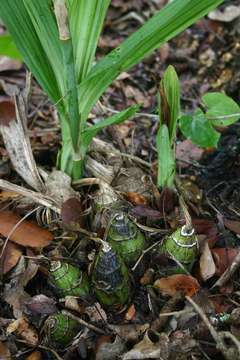 Plancia ëd Eulophia streptopetala Lindl.