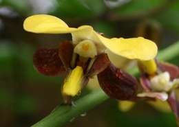 Plancia ëd Eulophia streptopetala Lindl.