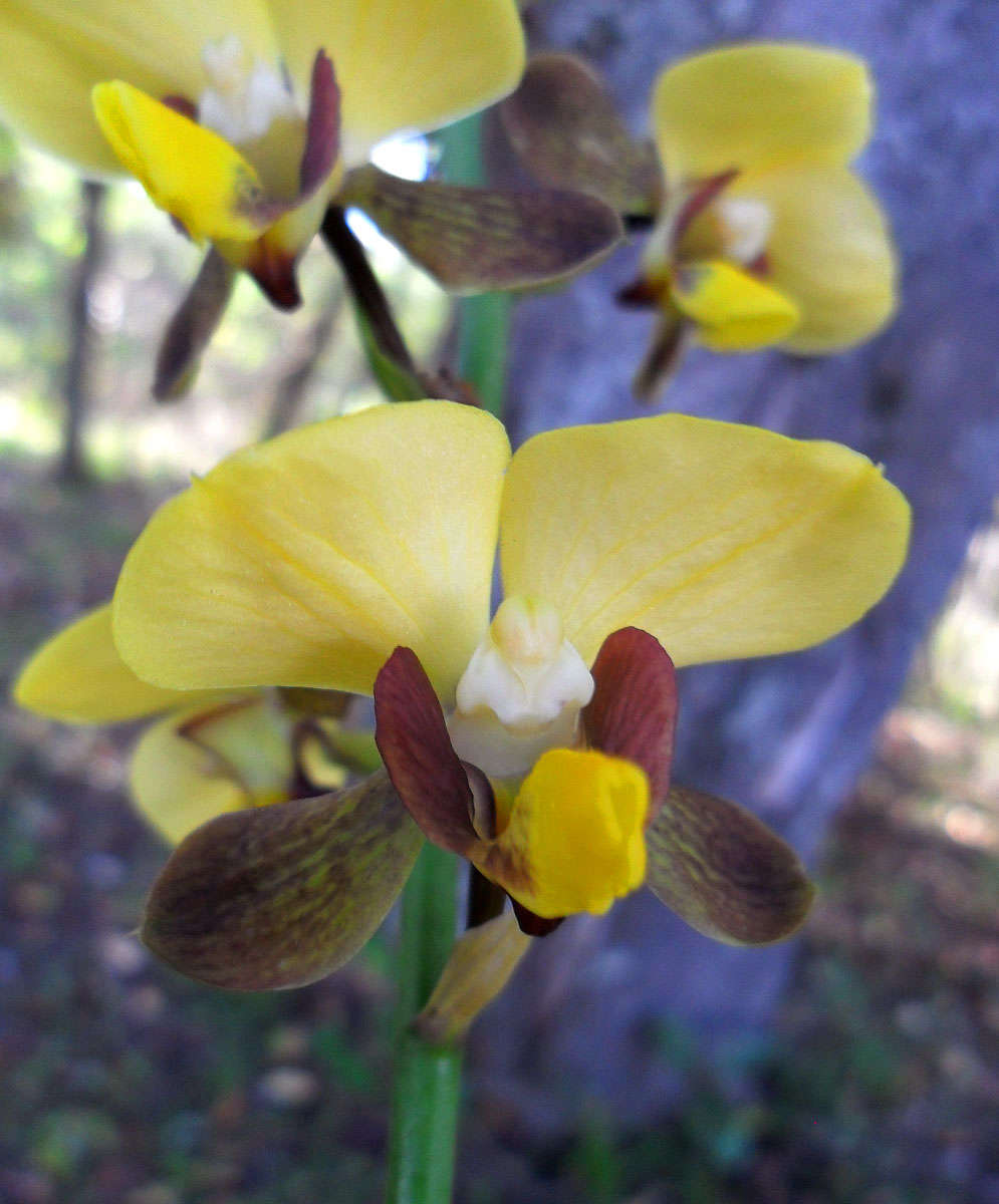 Plancia ëd Eulophia streptopetala Lindl.