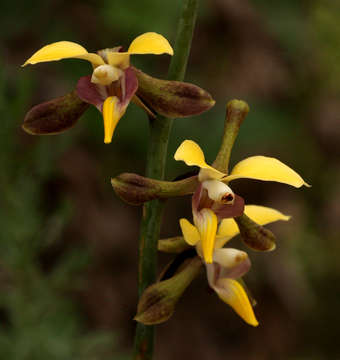 Plancia ëd Eulophia streptopetala Lindl.