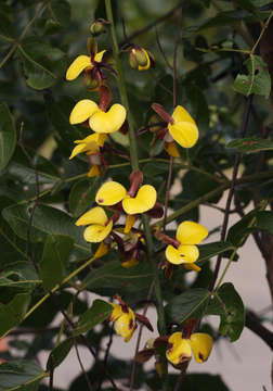 Plancia ëd Eulophia streptopetala Lindl.