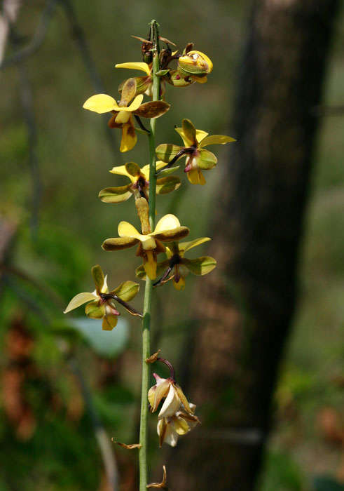 Plancia ëd Eulophia streptopetala Lindl.