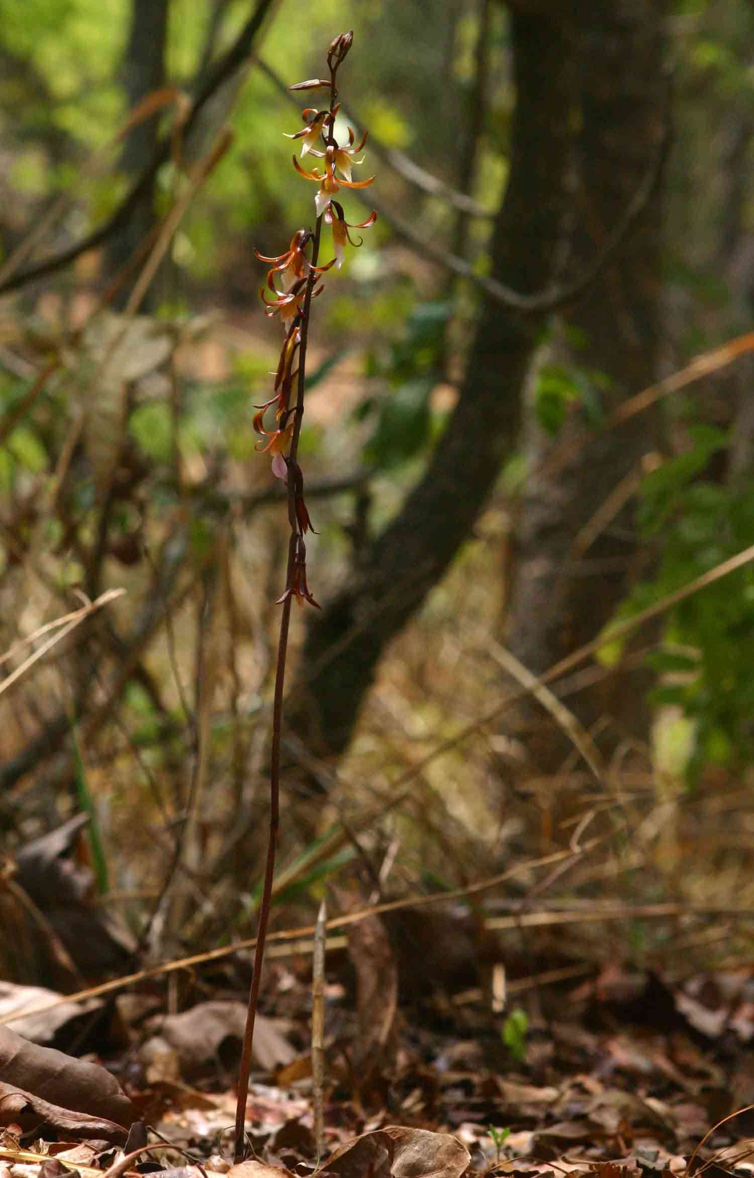 Image of Eulophia subsaprophytica Schltr.