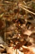 Image of Eulophia subsaprophytica Schltr.