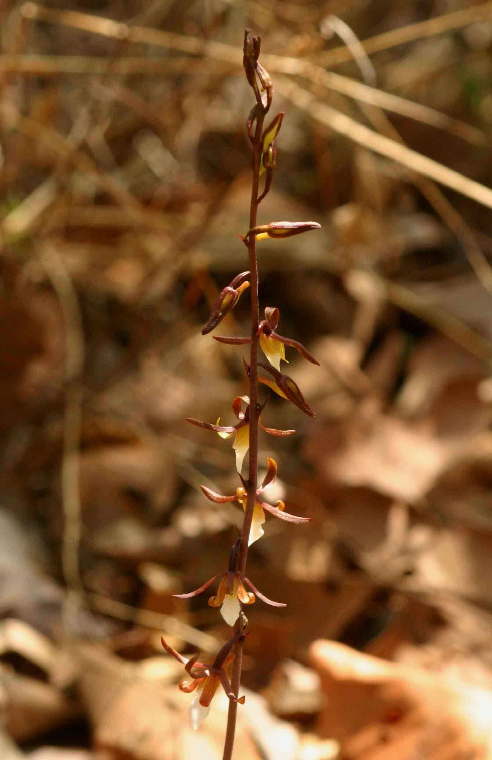 Image of Eulophia subsaprophytica Schltr.