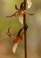 Image of Eulophia subsaprophytica Schltr.