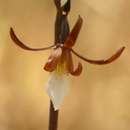 Image de Eulophia subsaprophytica Schltr.