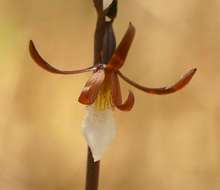 Image of Eulophia subsaprophytica Schltr.