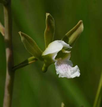 Eulophia tanganyikensis Rolfe的圖片