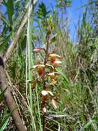 Image de Eulophia tenella Rchb. fil.