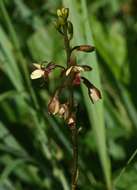 Image de Eulophia tenella Rchb. fil.