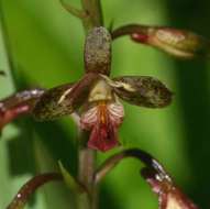 Image de Eulophia tenella Rchb. fil.