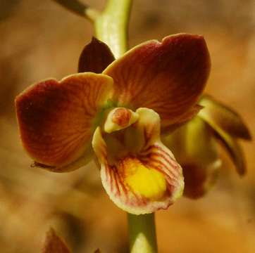 Plancia ëd Eulophia tuberculata Bolus