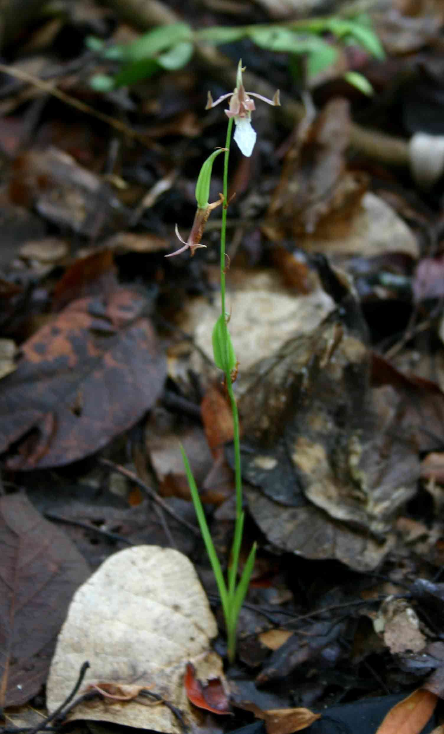 Image of Eulophia venulosa Rchb. fil.