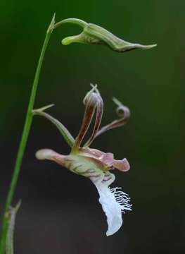 Image of Eulophia venulosa Rchb. fil.