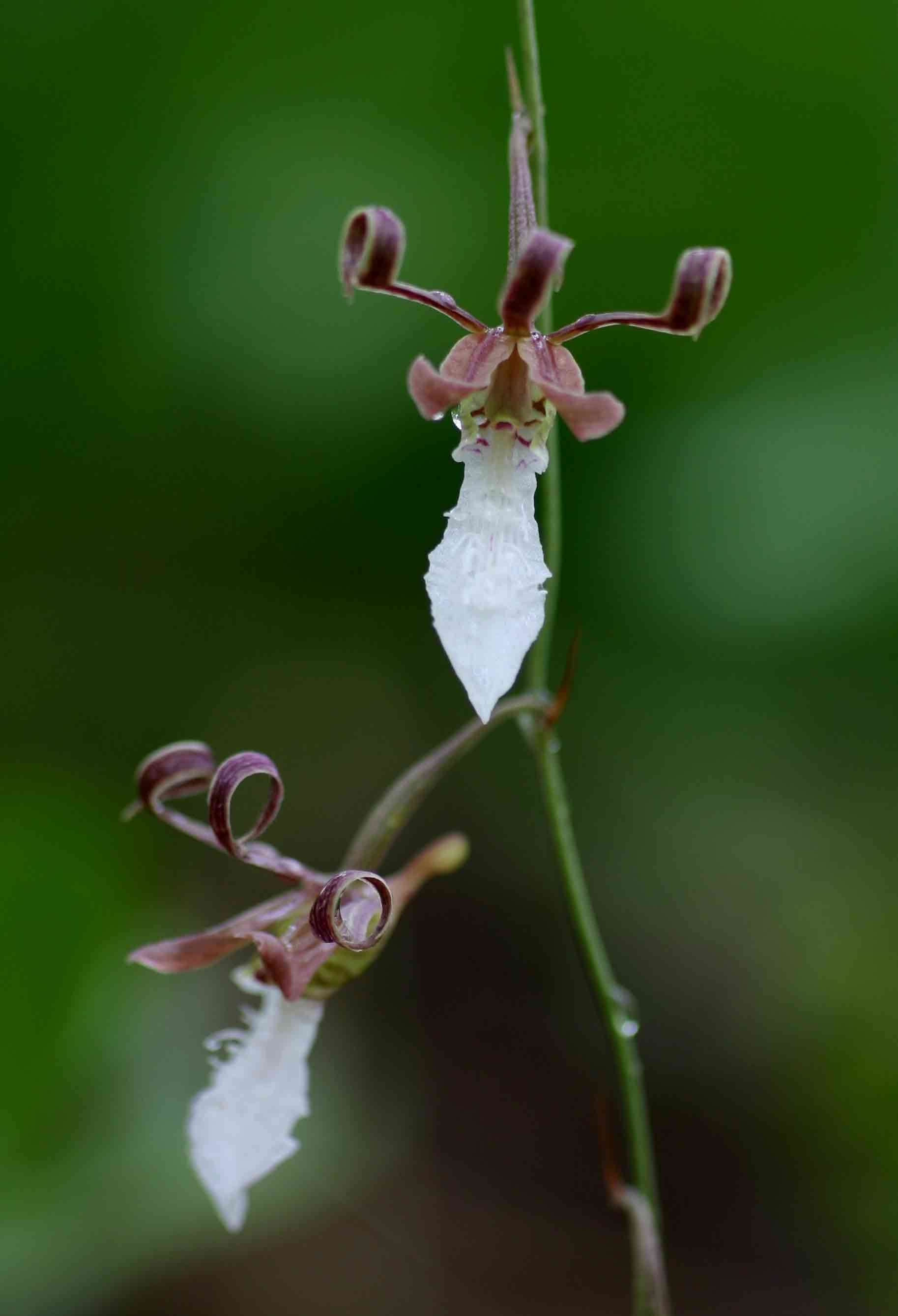 صورة Eulophia venulosa Rchb. fil.