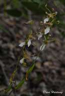 Image of Eulophia venulosa Rchb. fil.