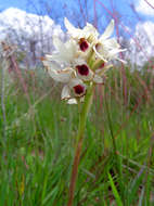 Image of Eulophia eustachya (Rchb. fil.) Geerinck