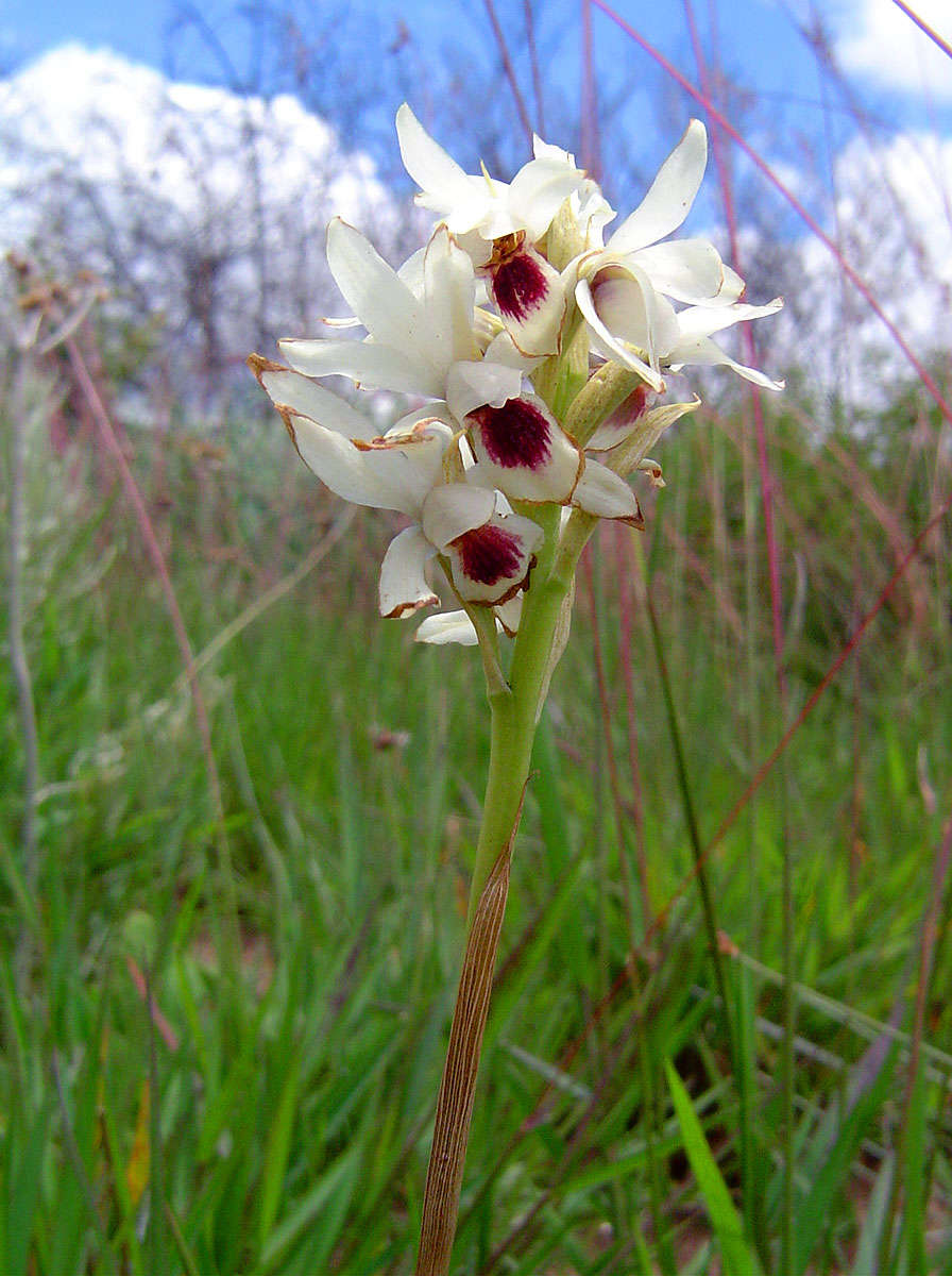 Image of Eulophia eustachya (Rchb. fil.) Geerinck