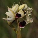 Image of Eulophia eustachya (Rchb. fil.) Geerinck