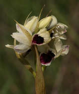 Image of Eulophia eustachya (Rchb. fil.) Geerinck