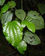 Image of Wild pepper