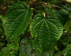 Image of Wild pepper