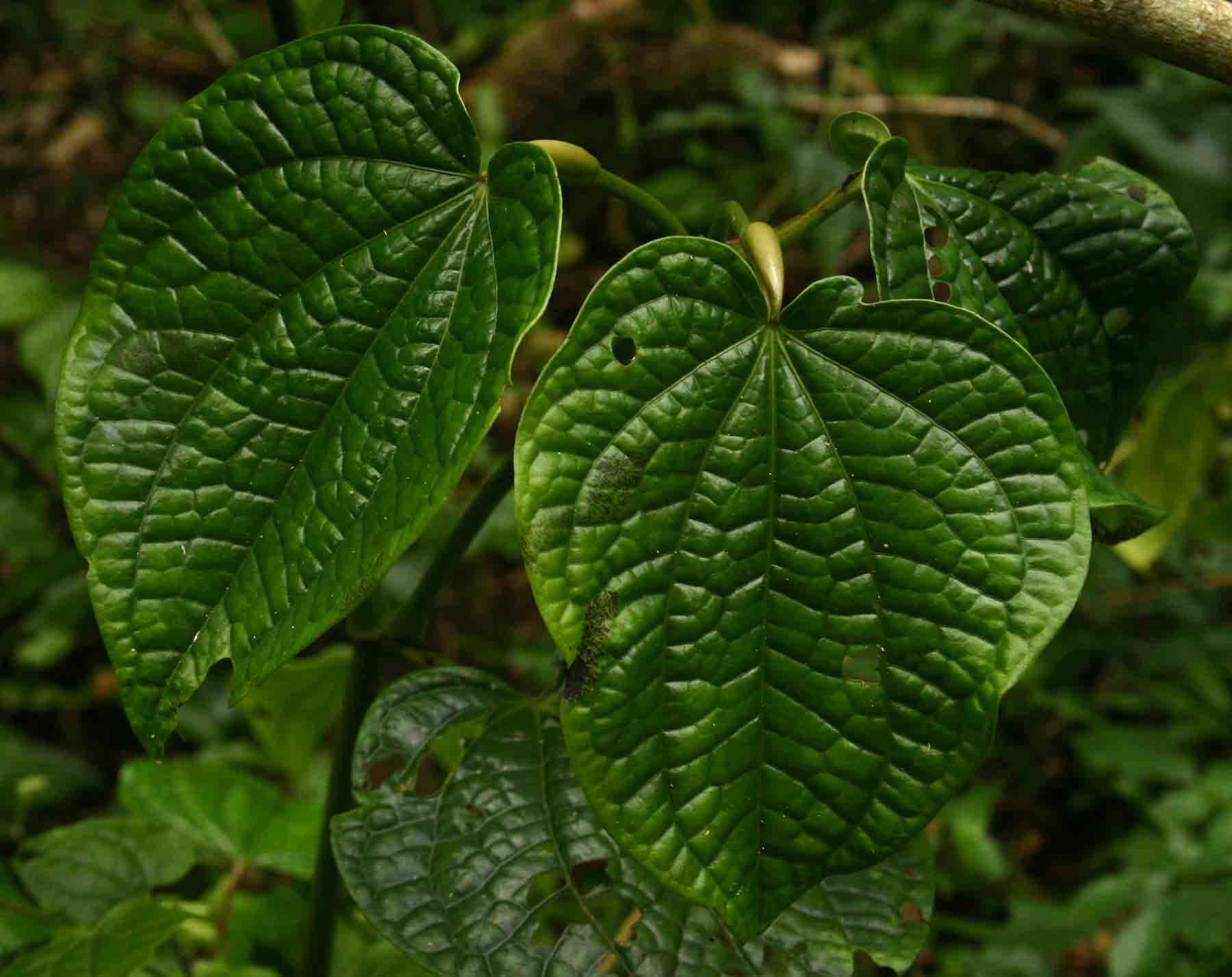 Image of Wild pepper