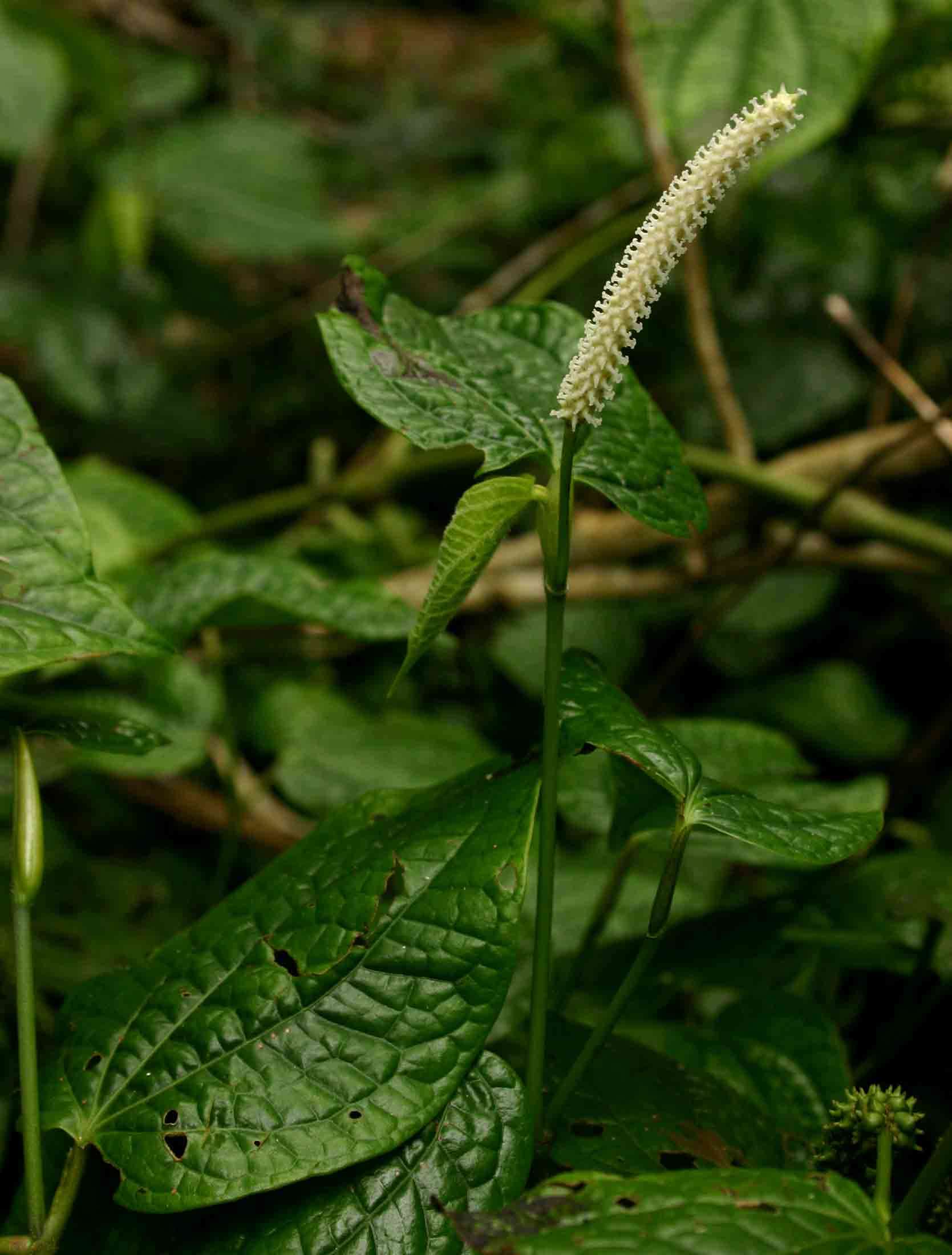 Image of Wild pepper