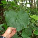 Plancia ëd Piper umbellatum L.