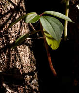 Image of Terrestrial Peperomia