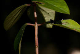 Image of Terrestrial Peperomia