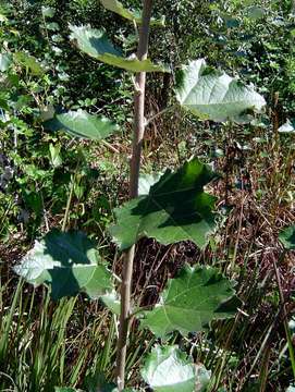 Image of Grey poplar