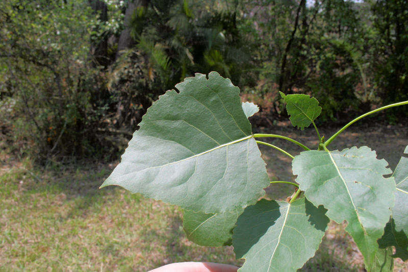 Image of Poplar