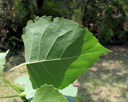 Image of Poplar