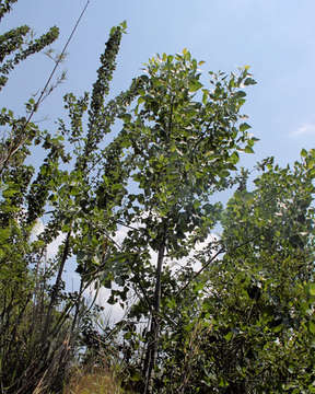 Image of Poplar