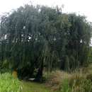 Plancia ëd Salix babylonica L.