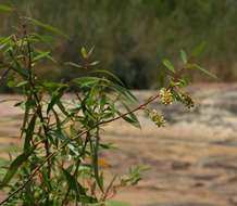 Image of black willow