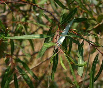 Image of black willow