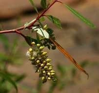 Image of black willow