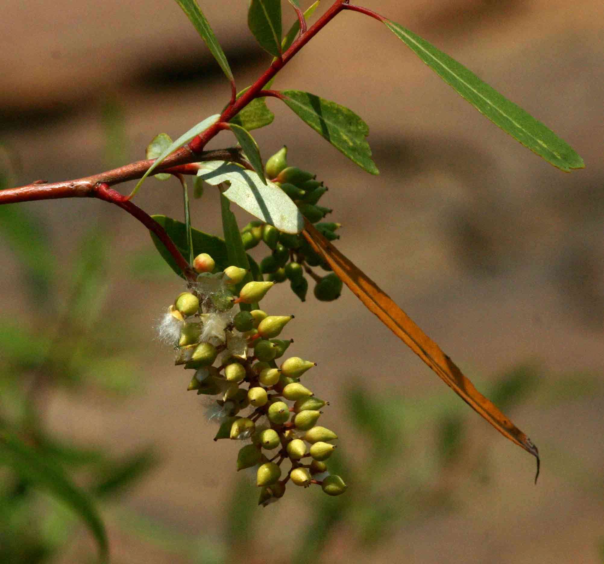 Image of black willow